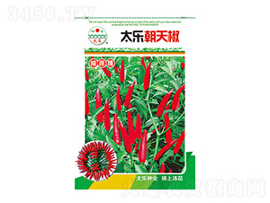 辣椒種子-太樂朝天椒-太樂種業(yè)