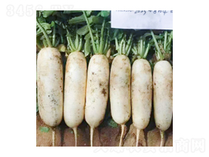 蘿ト種子-灜根313-華瀛種業(yè)