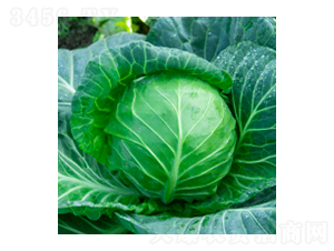 甘藍種子-瀛甘312-華瀛種業(yè)