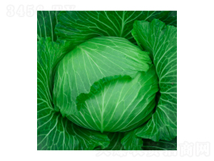 甘藍種子-瀛甘316-華瀛種業(yè)