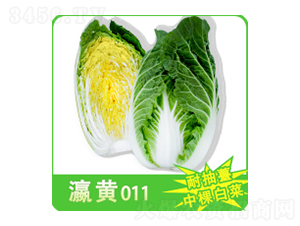 大白菜種子-瀛黃011-華瀛種業(yè)