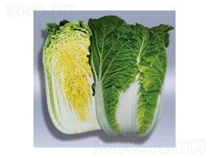 大白菜種子-珍吉-華瀛種業(yè)