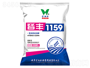 皆豐1159-玉米種子-金西北種業(yè)
